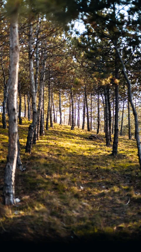 Sentiero nel bosco di pini attraversato dalla luce del sole