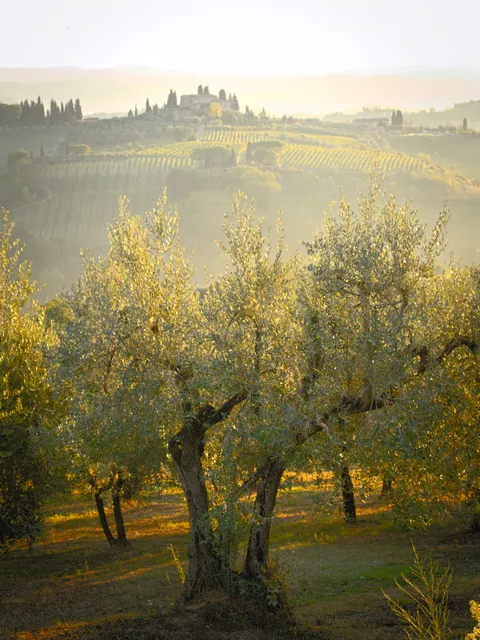 Uliveto nella luce del mattino