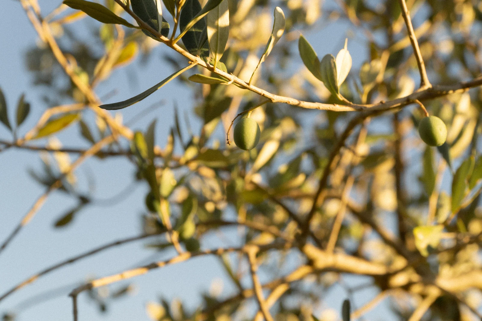 Rami di ulivo con le olive ancora verdi contro il cielo azzurro