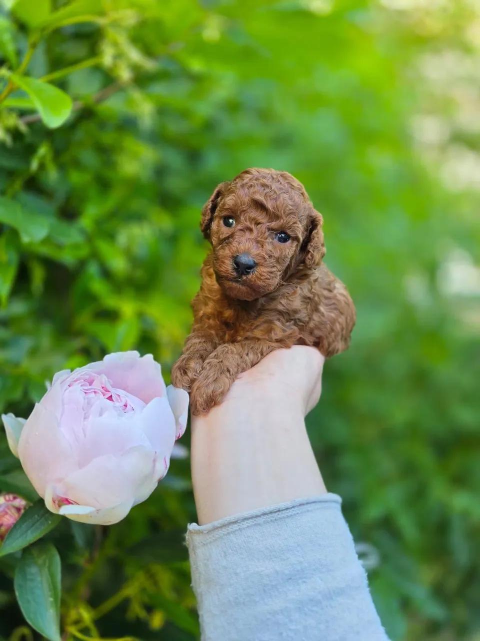 Cucciolo di Barbone fulvo tenuto in mano accanto a una peonia rosa