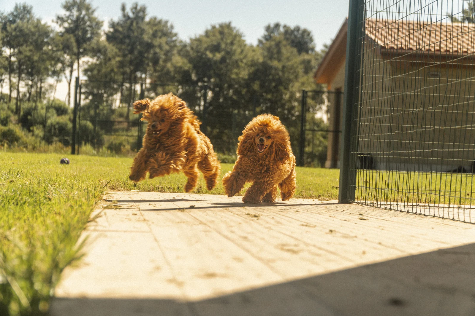 Due Barboni fulvi che corrono sulla passerella di legno verso i recinti