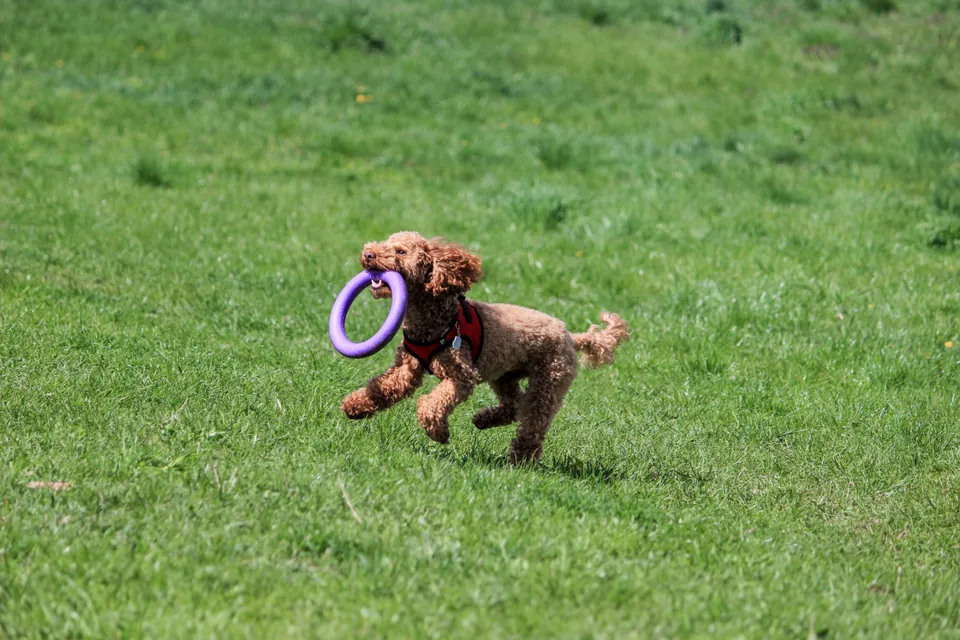 Barbone marrone che corre sul prato con un anello da gioco in bocca