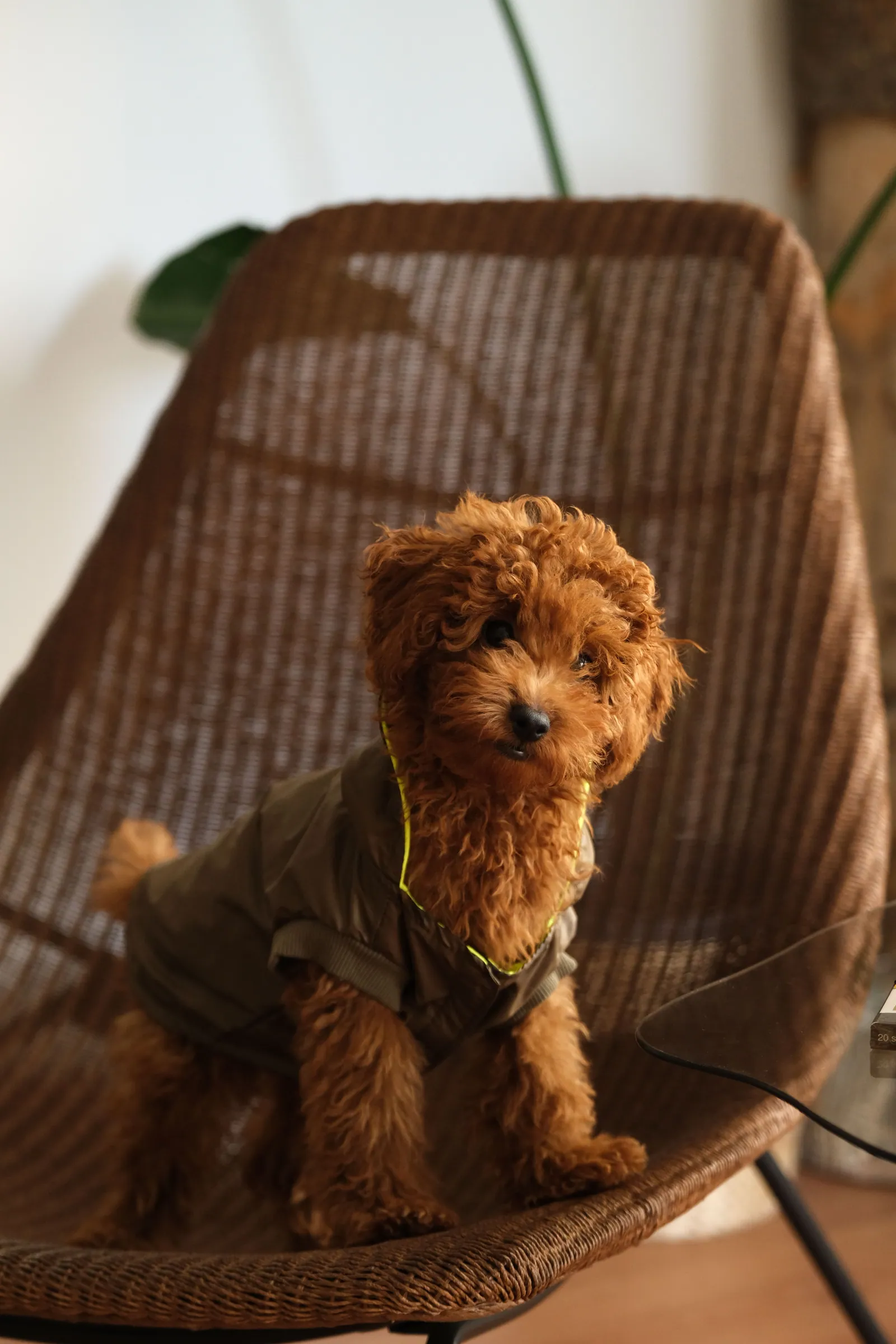 Cucciolo di Barbone fulvo con giacchino verde seduto su una poltrona di vimini