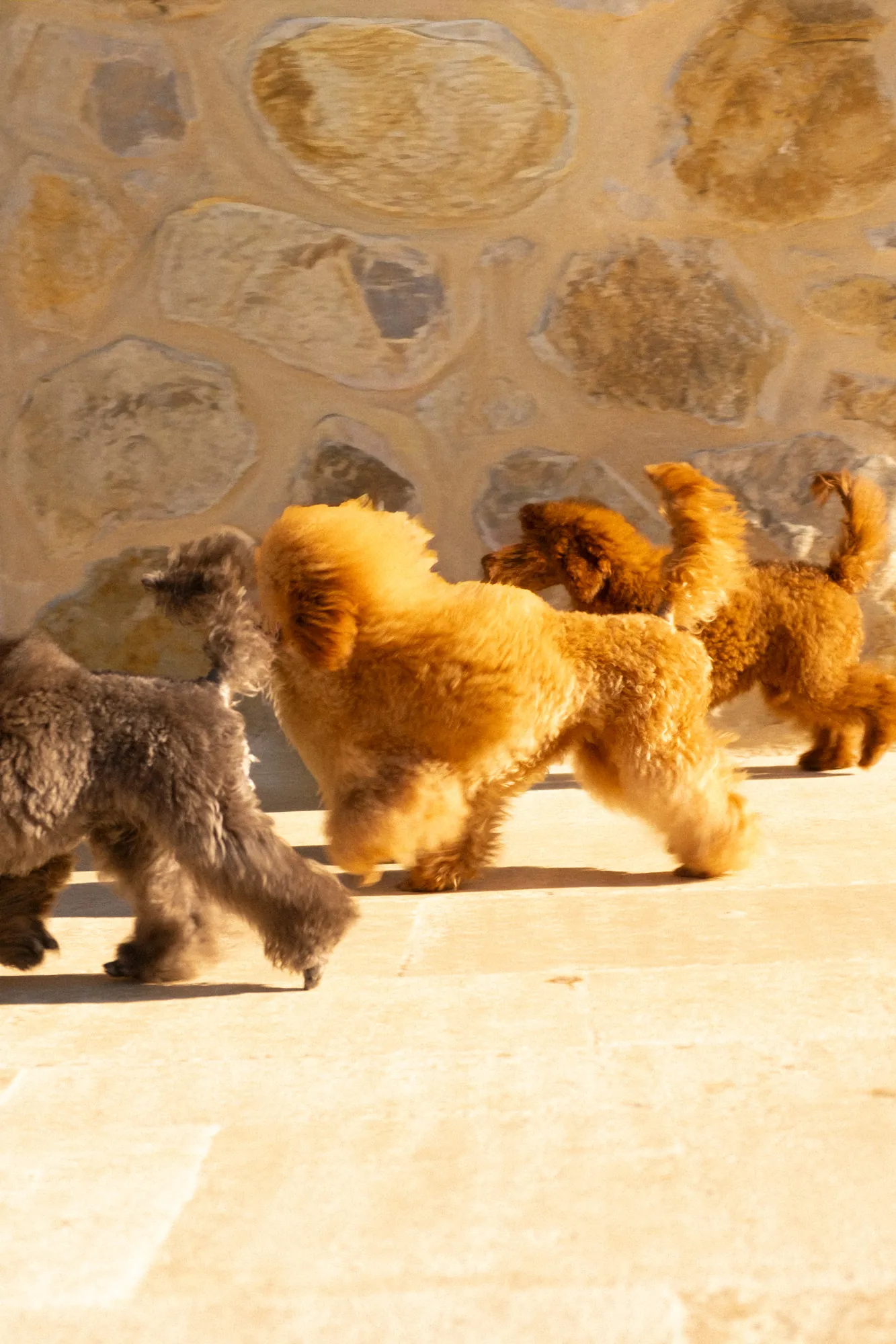 Un Barbone grigio, uno fulvo e uno marrone che camminano lungo il muro di pietra