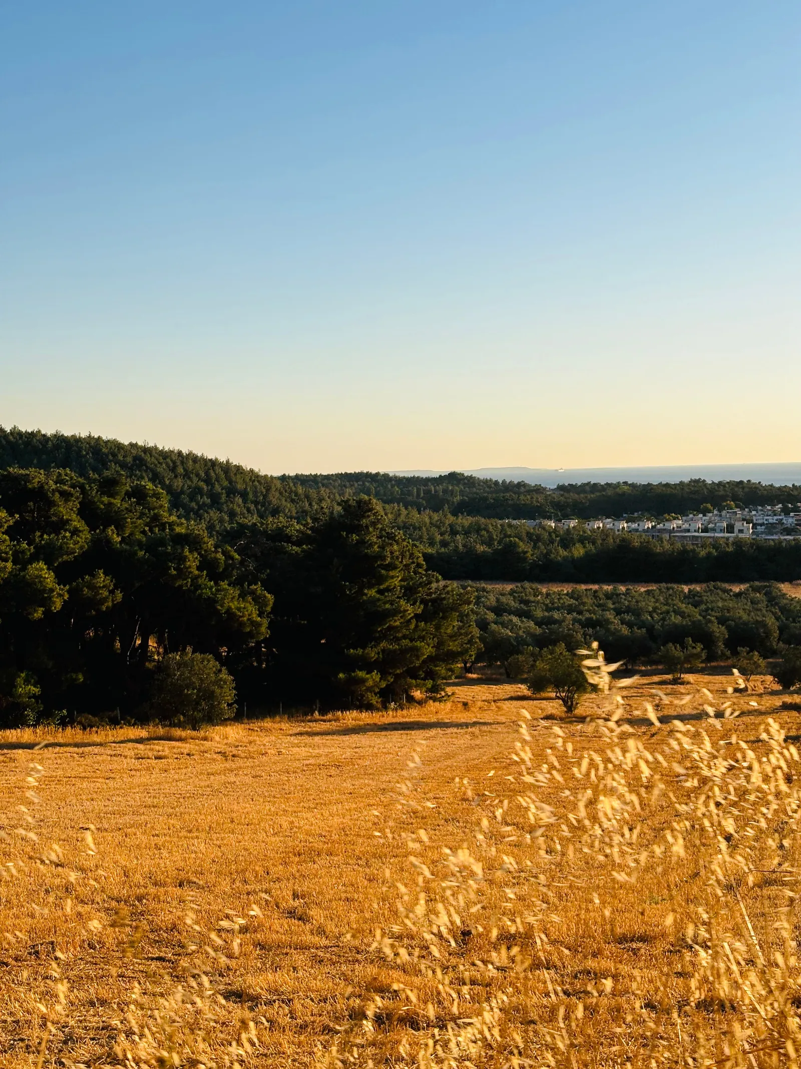 Campo di stoppie dorate al tramonto davanti al bosco