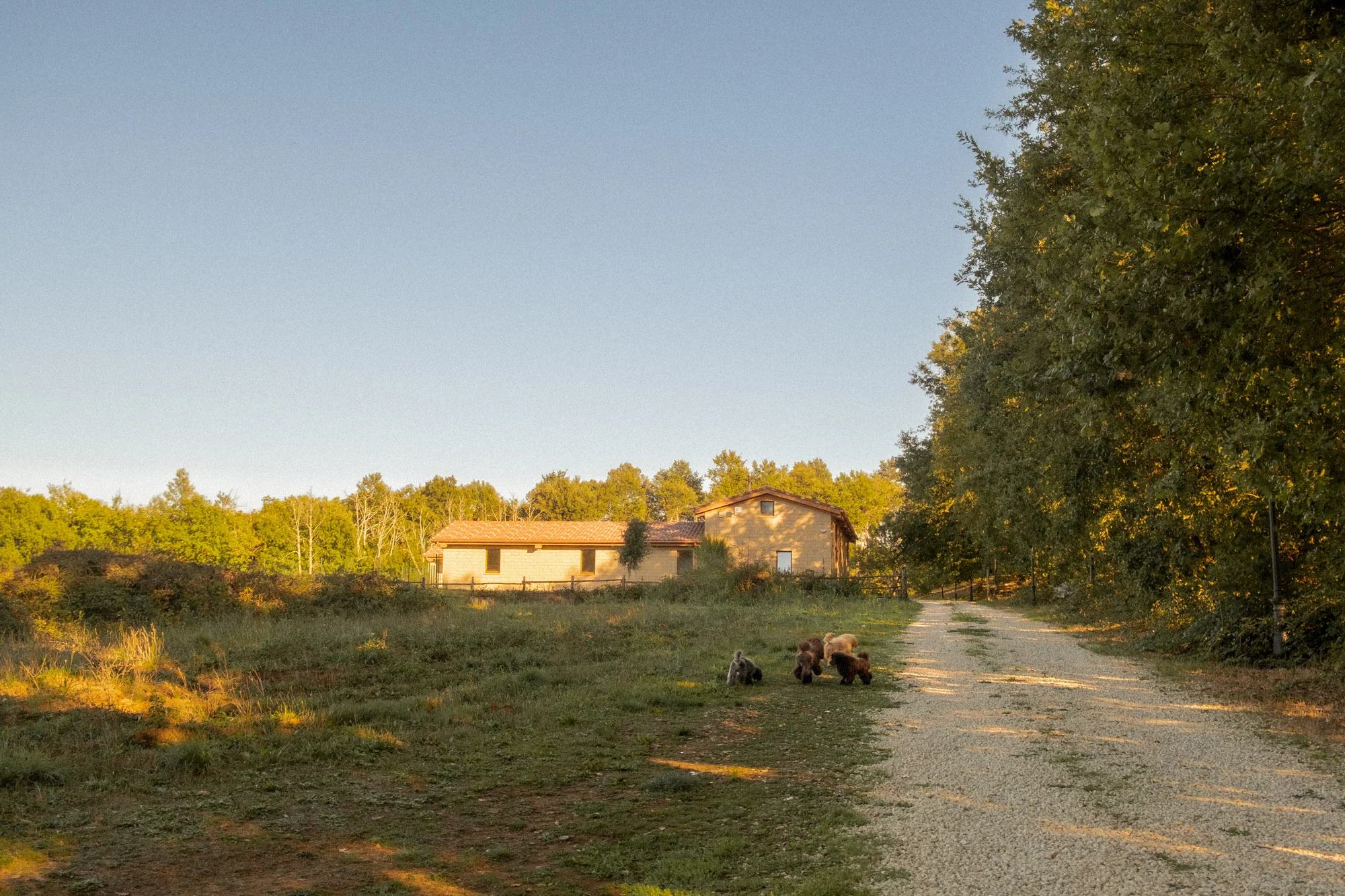 La strada bianca tra i prati e il bosco, con i cani che corrono in lontananza