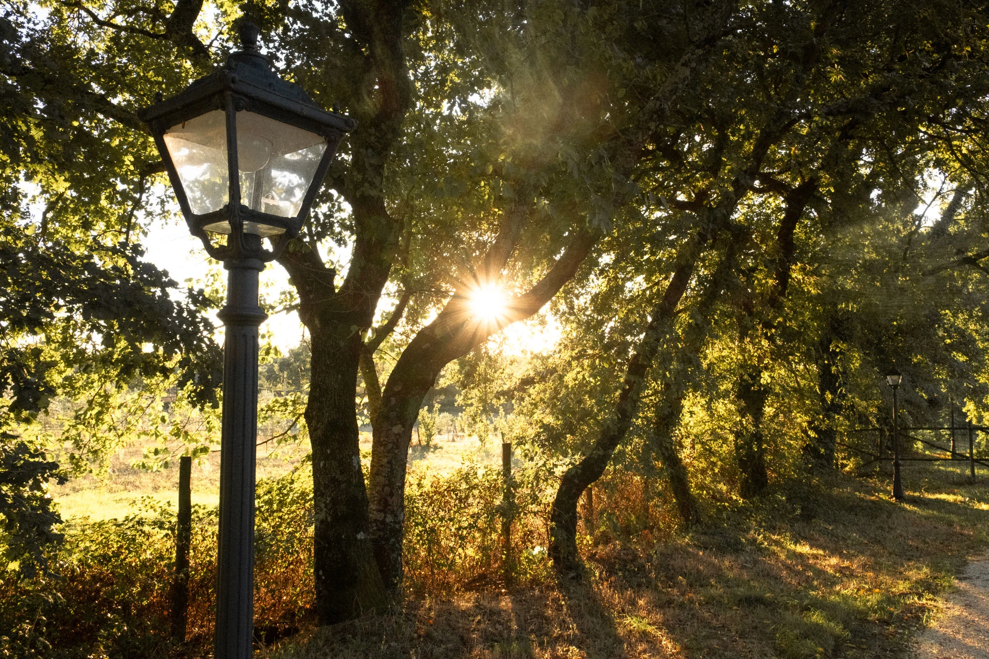 Un lampione nel bosco di querce, con il sole basso che filtra tra i rami