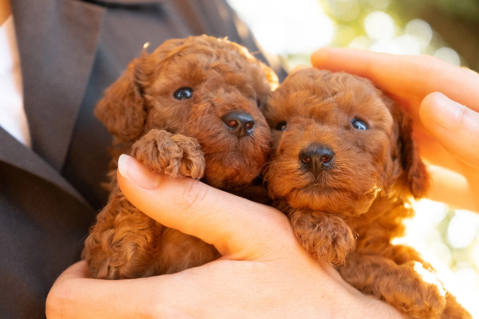 Due cuccioli di Barbone fulvo tenuti con delicatezza in due mani