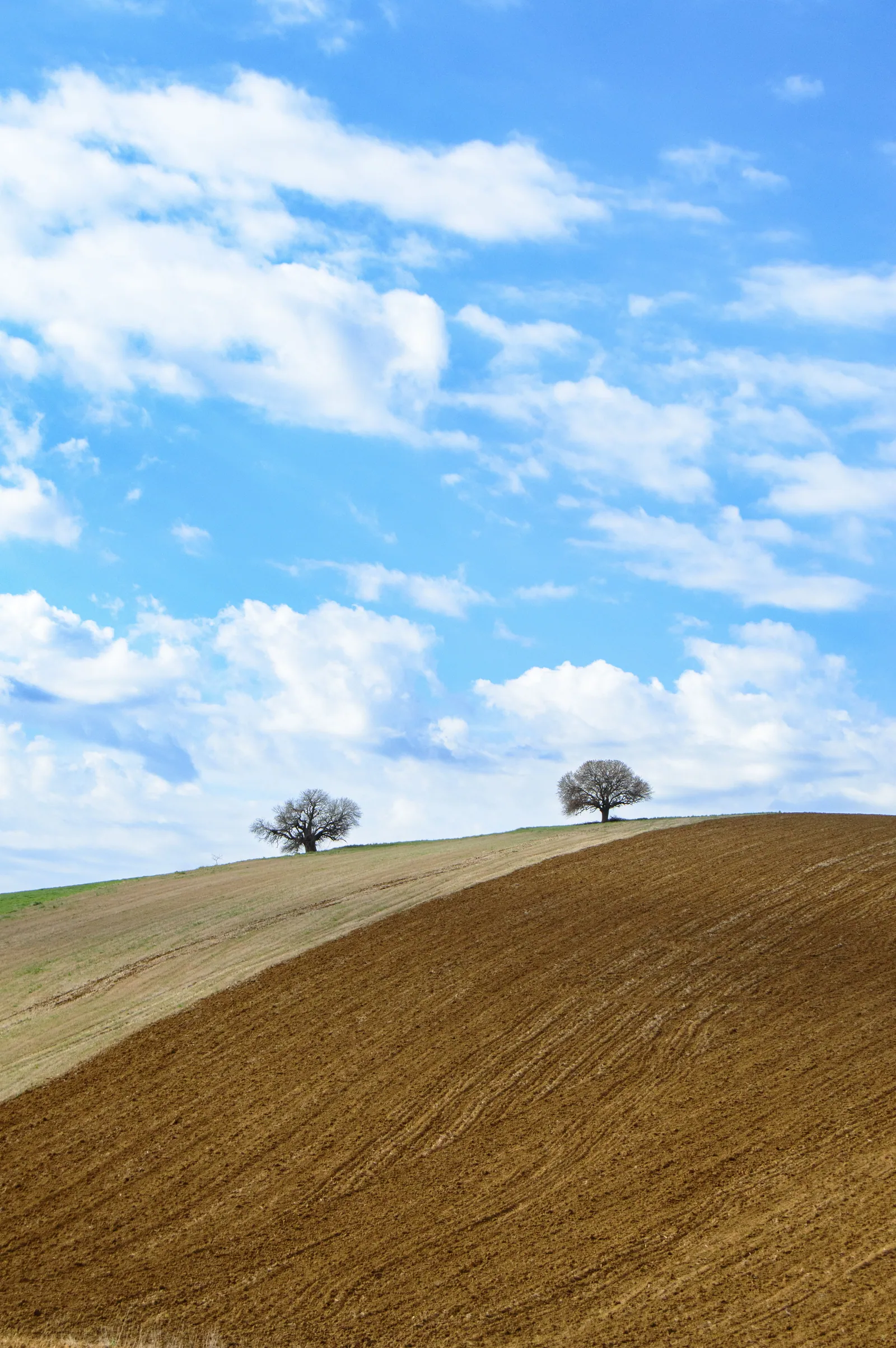 Collina arata con due alberi sotto il cielo azzurro