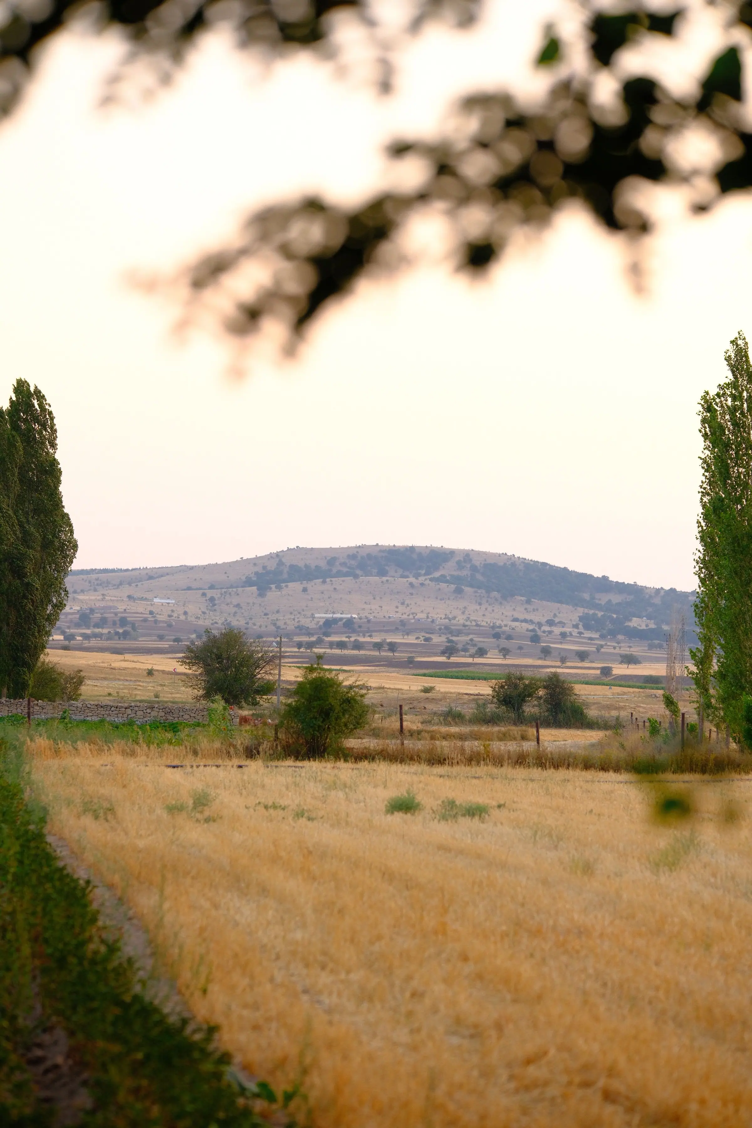 Campo di grano con cipressi e collina sullo sfondo