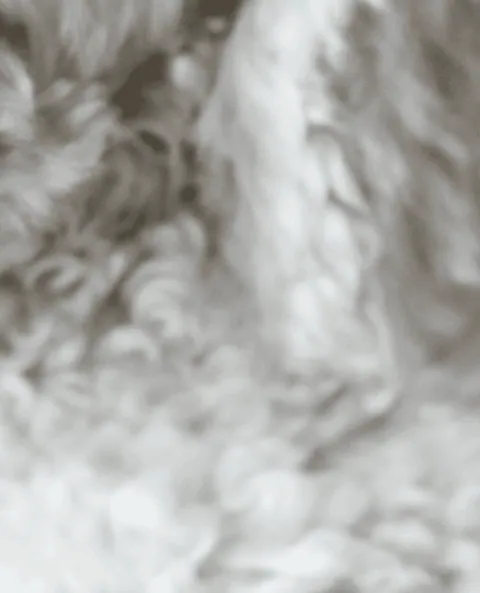 Dettaglio del mantello riccio bianco