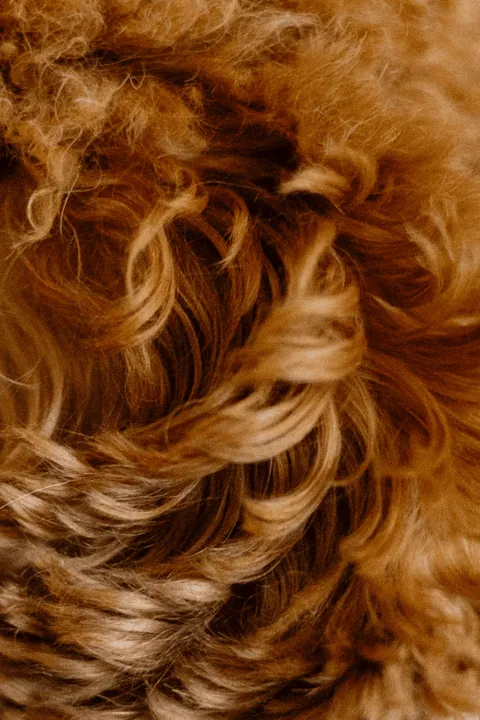 Dettaglio del mantello riccio color fulvo