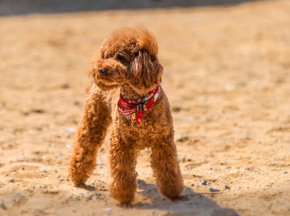 Barbone fulvo con bandana rossa in piedi sulla sabbia
