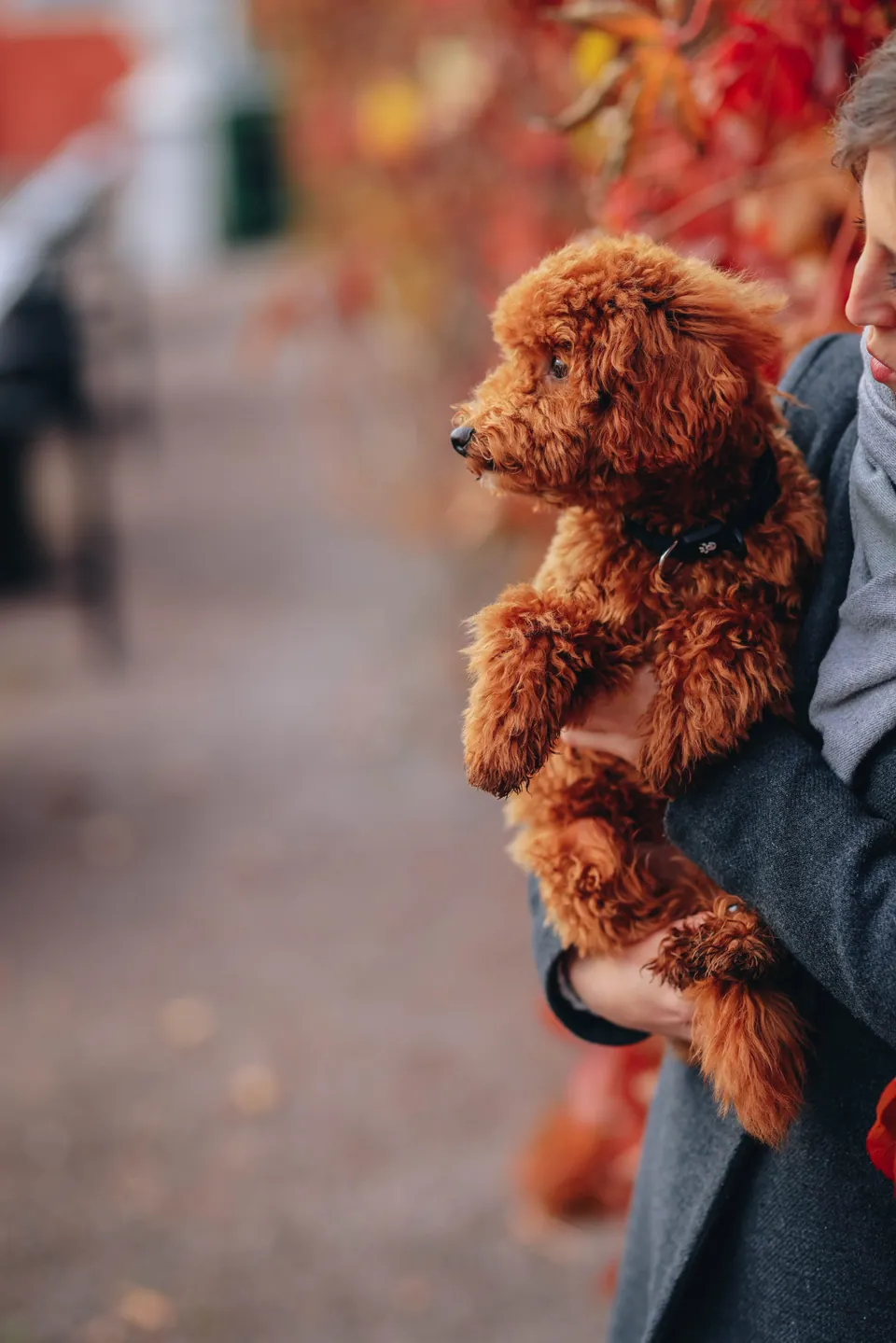 Barbone fulvo in braccio lungo una via con foglie rosse d’autunno