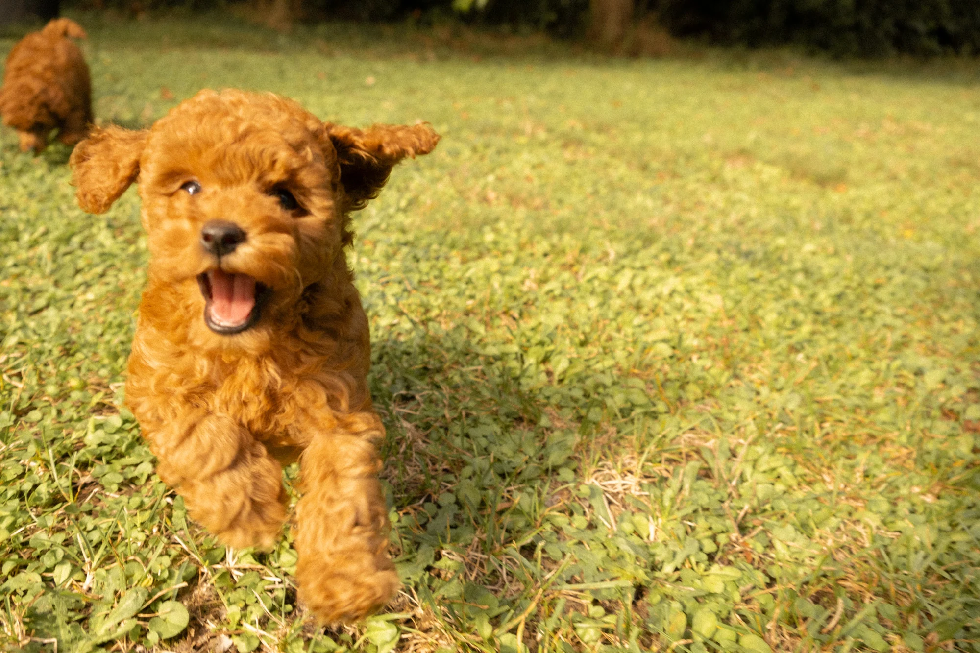 Cucciolo di Barbone fulvo che corre verso l’obiettivo sul prato assolato