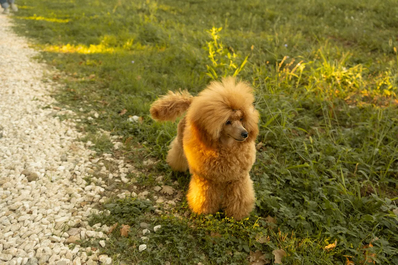 Barbone Toy fulvo nell’erba accanto al vialetto di ghiaia bianca