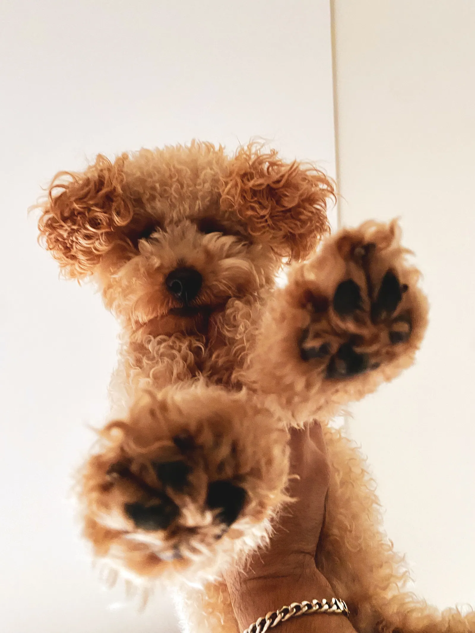 Barbone Toy fulvo in piedi sulle zampe posteriori contro una parete chiara