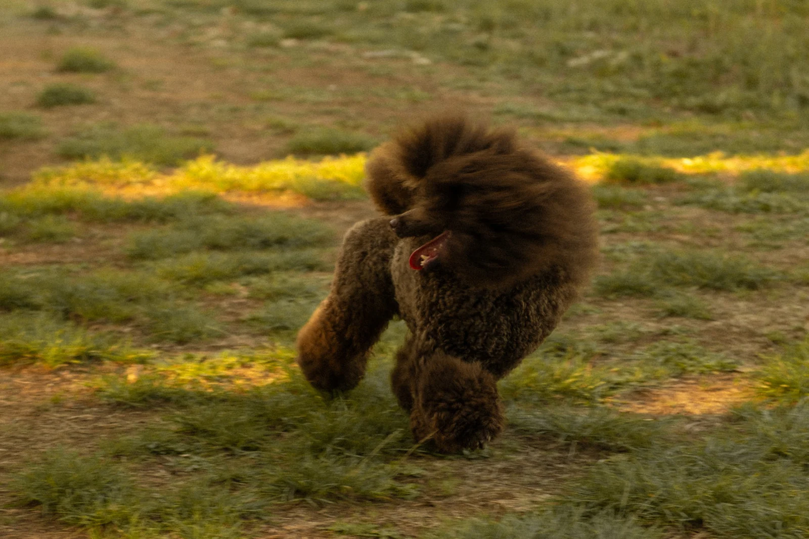 Barbone marrone che corre da solo nel prato fiorito, con il pelo al vento
