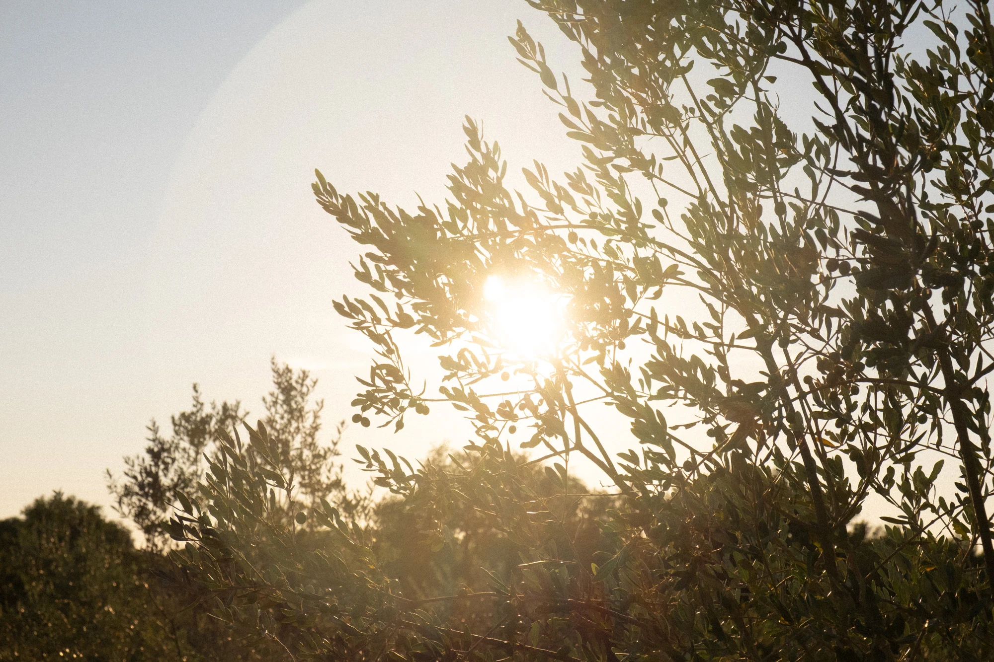 Il sole che filtra tra i rami degli ulivi alla fine della giornata