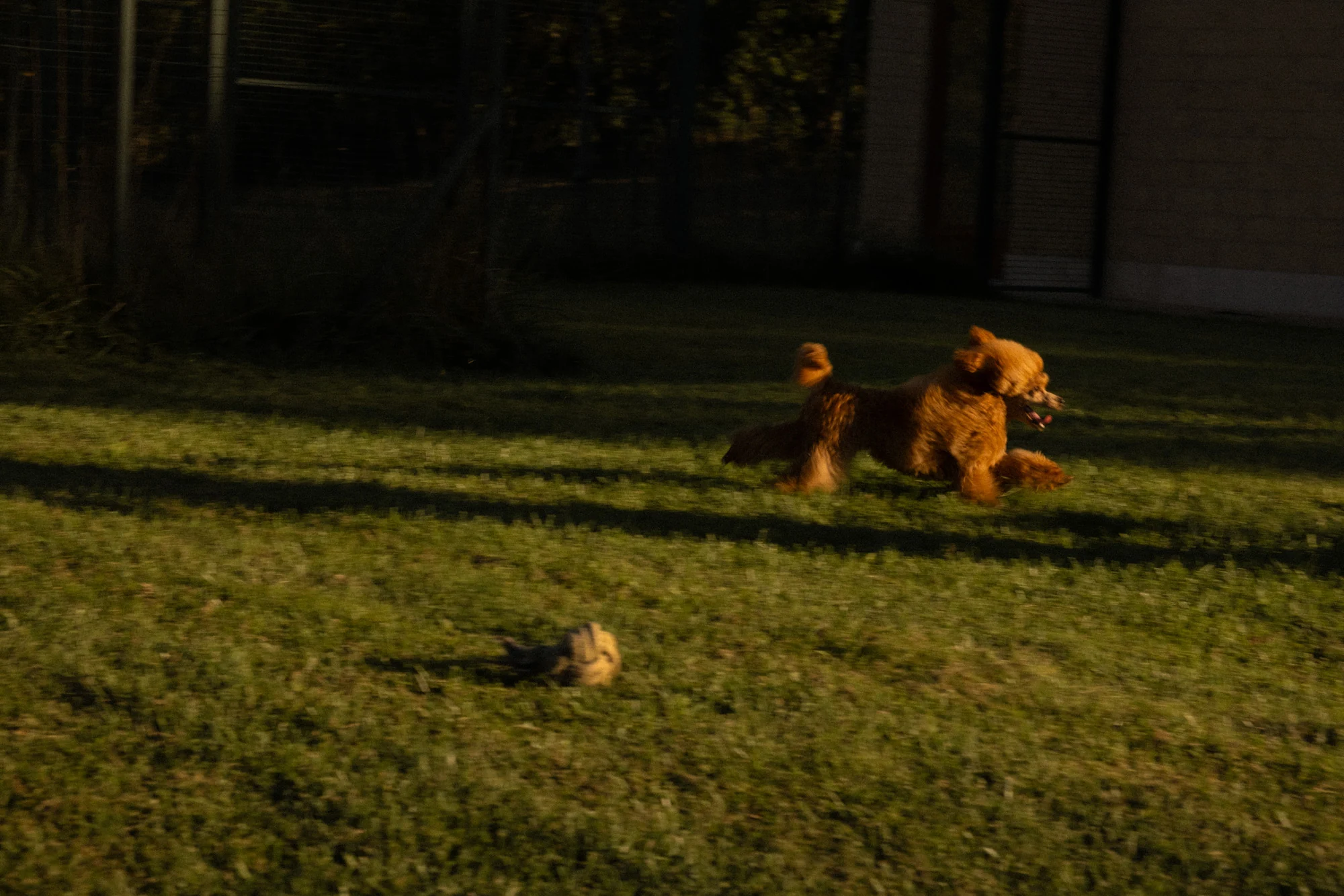 A Poodle in our grounds
