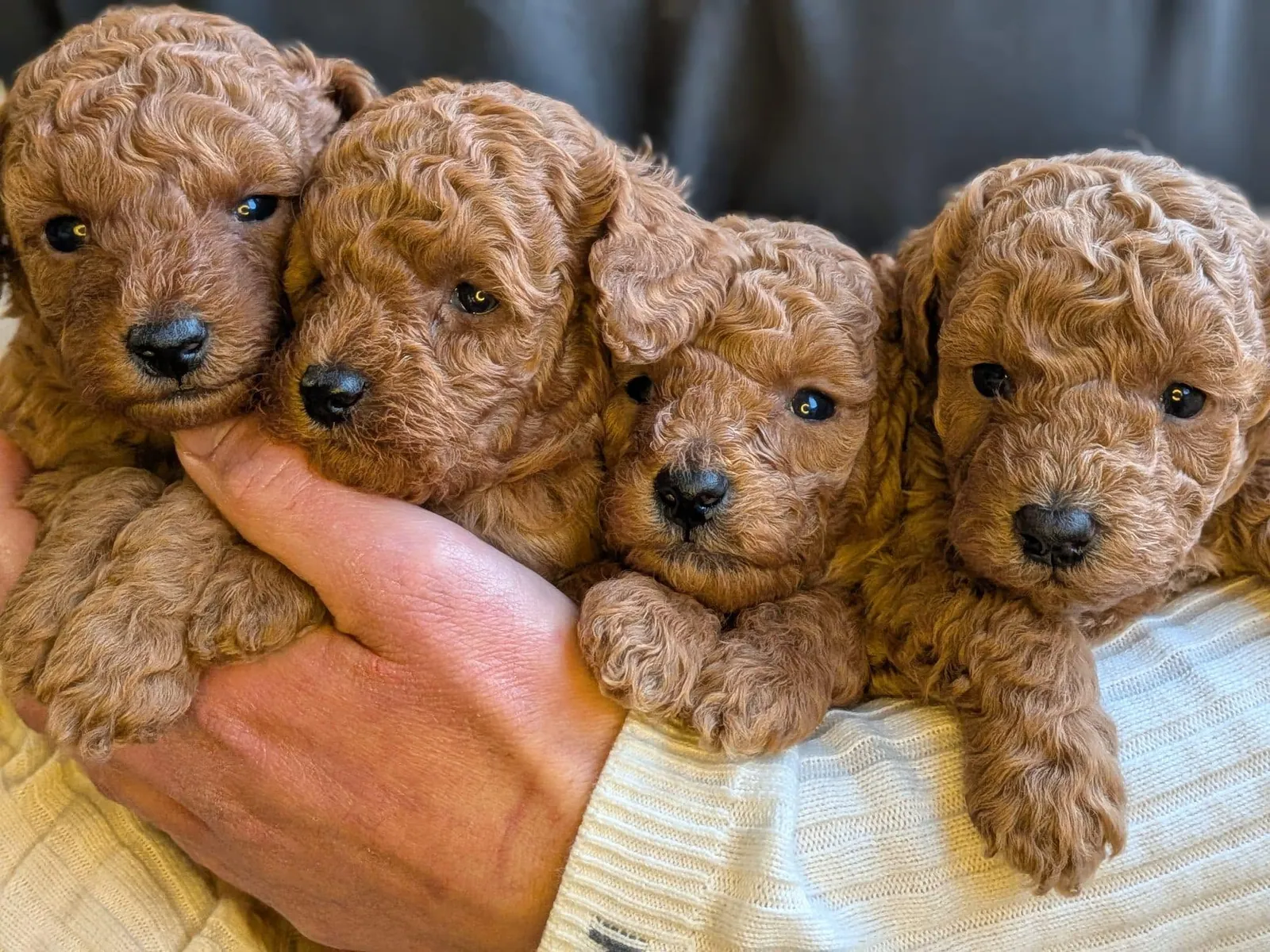 Quattro cuccioli di Barbone fulvo tenuti in braccio