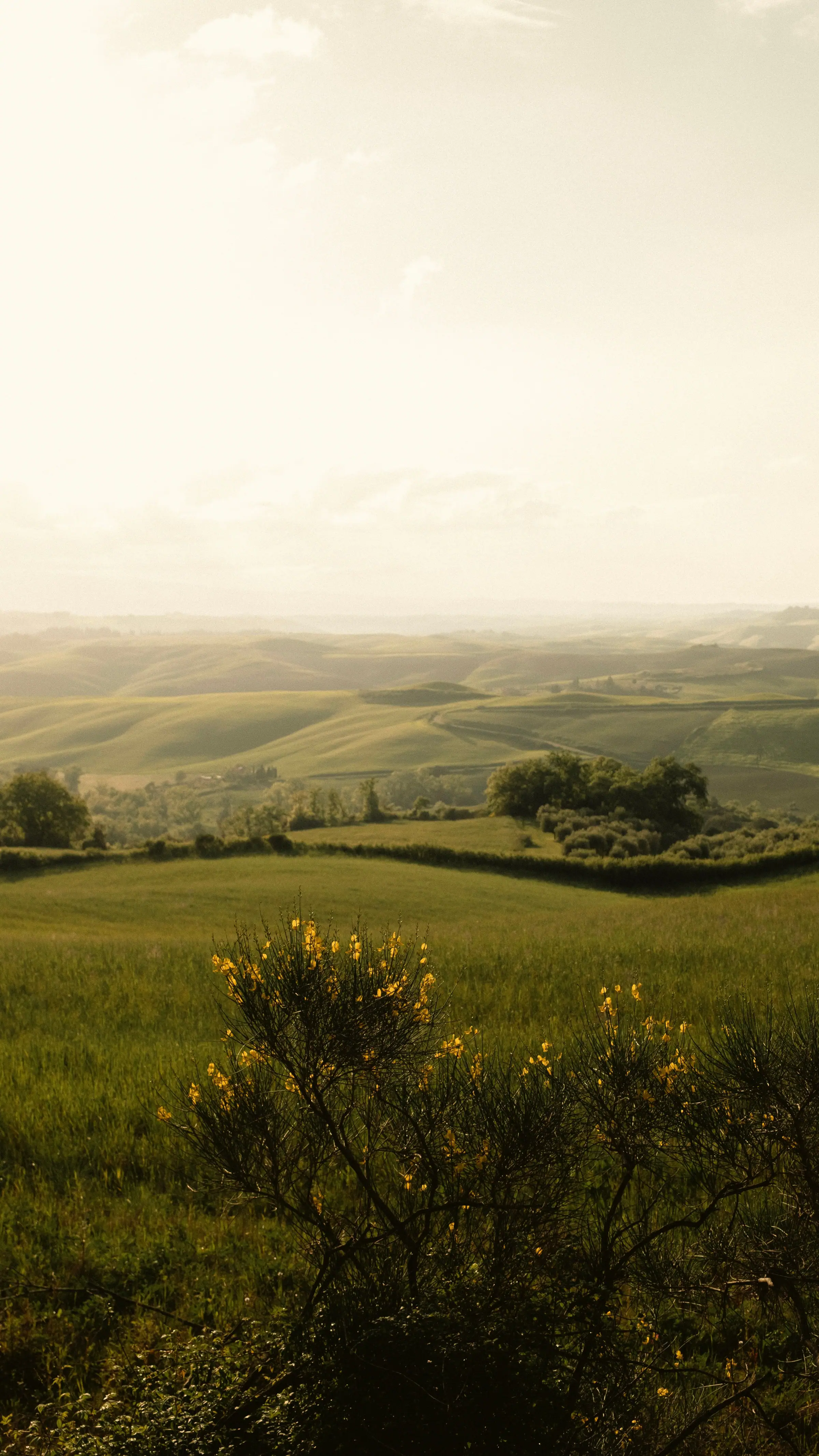 Le colline della Maremma all’alba