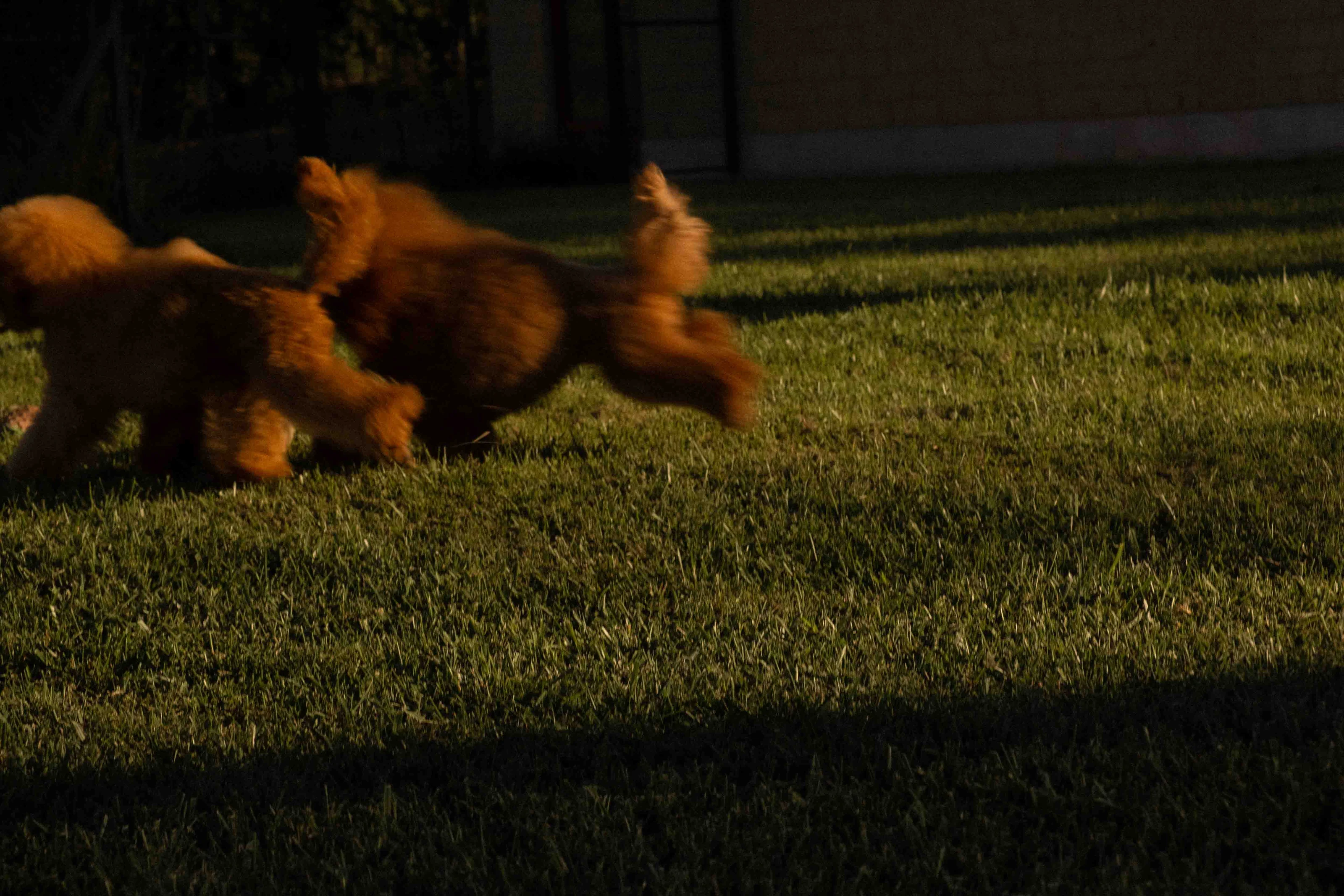 I nostri cani nei prati