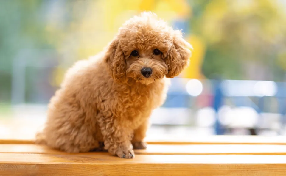 Un Barbone Toy in braccio alla sua famiglia